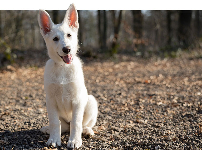Welpenschule, Welpentraining, Sozialisierung und Erziehung